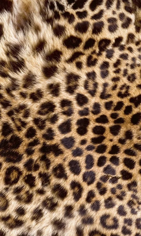 netrauta-1202609192038492821362